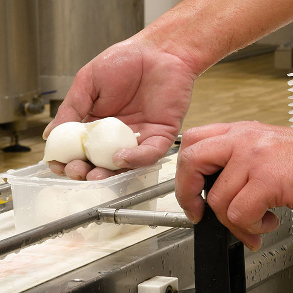 produzione burrata